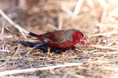 Neochmia phaeton phaeton