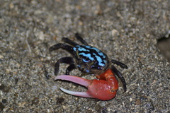 Paraleptuca crassipes