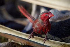 Neochmia phaeton phaeton