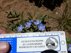 Hackelia velutina