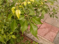 Handroanthus