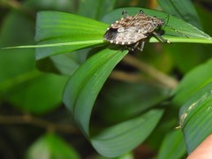 Dalpada nodifera