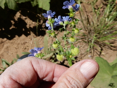 Hackelia velutina