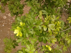 Cupania scrobiculata