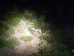 Odocoileus hemionus eremicus