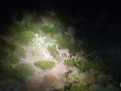 Odocoileus hemionus eremicus