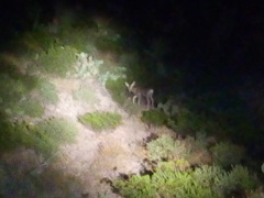 Odocoileus hemionus eremicus