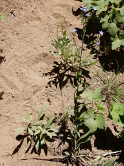 Hackelia velutina