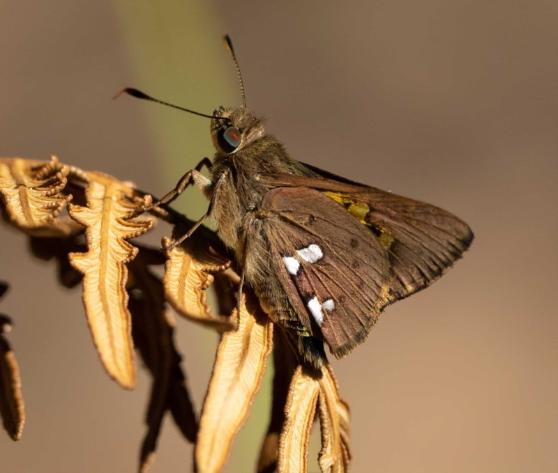 Southern Silver Ochre
