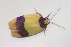 Heterallactis euchrysa