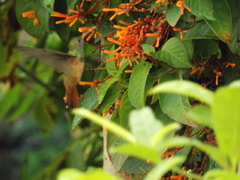 Amazilia yucatanensis