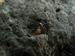 Pheidole crassicornis
