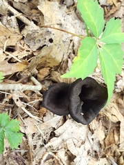Craterellus