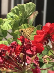 Hylephila phyleus phyleus