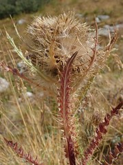 Cirsium osterhoutii