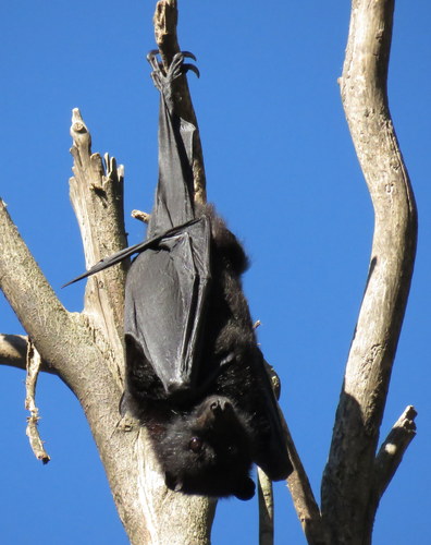 Black Flying-fox