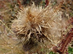 Cirsium osterhoutii