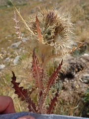 Cirsium osterhoutii