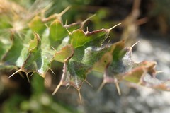 Cirsium osterhoutii