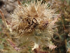 Cirsium osterhoutii