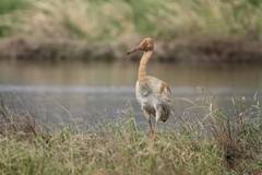 Leucogeranus leucogeranus