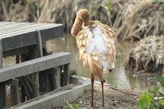 Leucogeranus leucogeranus