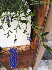 Ceanothus