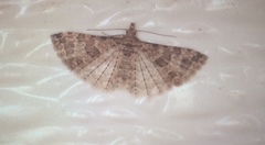 Alucita montana