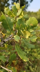 Quercus × undulata