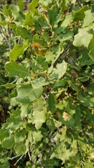 Quercus × undulata