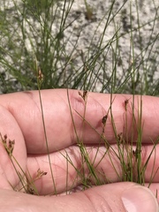 Rhynchospora pusilla