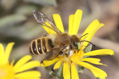 Megachiloides