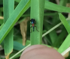Cylas formicarius