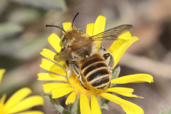 Megachiloides