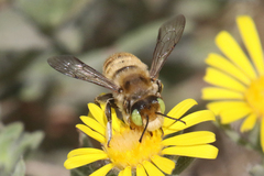Megachiloides