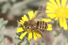 Megachiloides