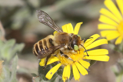 Megachiloides