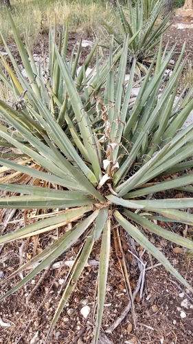 Another Juan (Bites the Dust) Trail