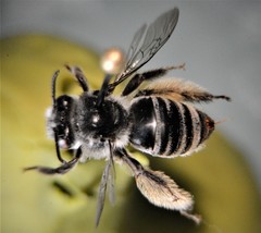 Melissodes denticulatus