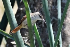 Limnoctites rectirostris