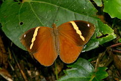 Xanthotaenia busiris