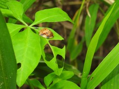 Laccoptera nepalensis