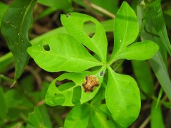 Laccoptera nepalensis