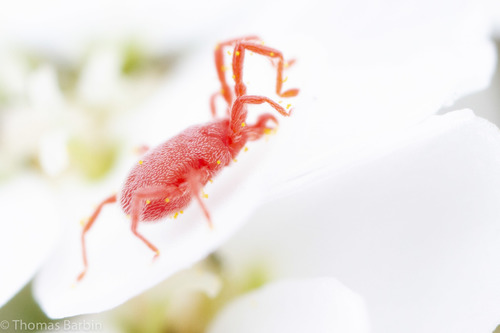 Sidewalk Mites