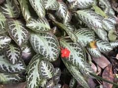 Episcia