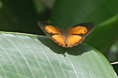 Mycalesis anapita