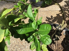Citrus medica sarcodactylis
