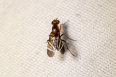 Tritoxa decipiens