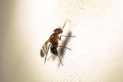 Tritoxa decipiens