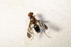 Tritoxa decipiens